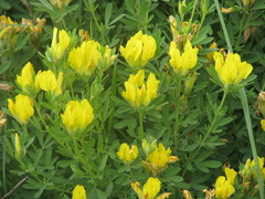 Chamaecytisus austriacus