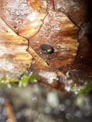 Piceomphale bulgarioides