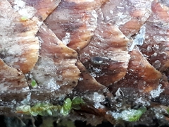 Piceomphale bulgarioides