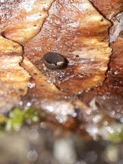 Piceomphale bulgarioides