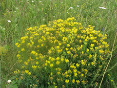 Chamaecytisus austriacus