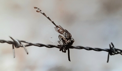 Lindenia tetraphylla