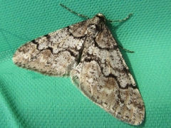 Agriopis dira