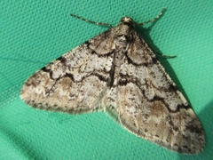 Agriopis dira