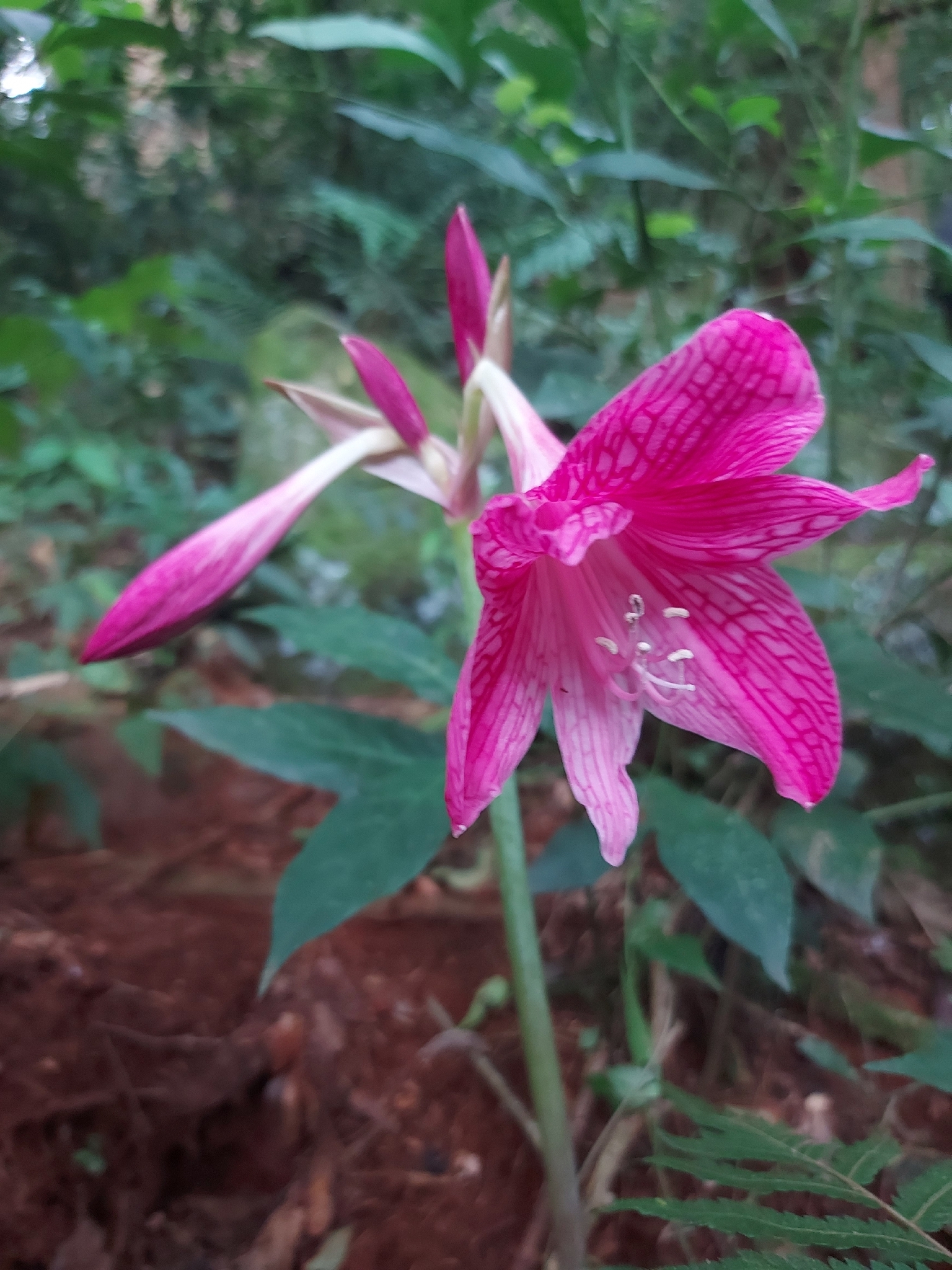 Hippeastrum reticulatum