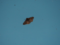 Alcis taiwanovariegata