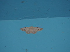 Lassaba parvalbidaria