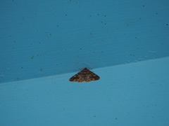 Alcis taiwanovariegata