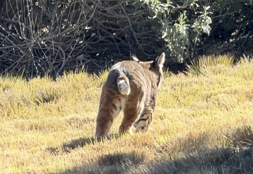 iNaturalist observation photo of Bobcat
