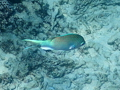 Chromis atripectoralis