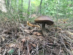 Leccinellum pseudoscabrum