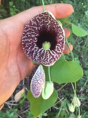 Aristolochia elegans image