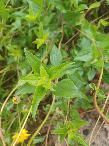 iNaturalist observation photo of California brittlebush