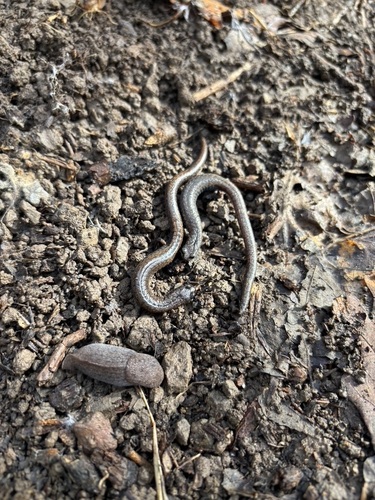 iNaturalist observation photo of California Slender Salamander