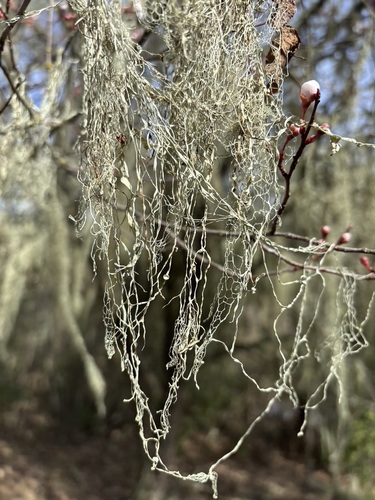 iNaturalist observation photo of lace lichen