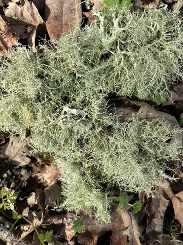 iNaturalist observation photo of beard lichens