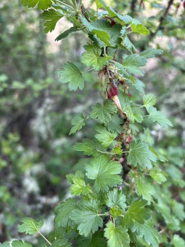 iNaturalist observation photo of currants and gooseberries