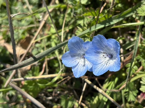 iNaturalist observation photo of Menzies' baby blue eyes
