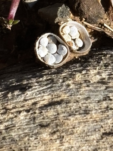 iNaturalist observation photo of Crucibulum