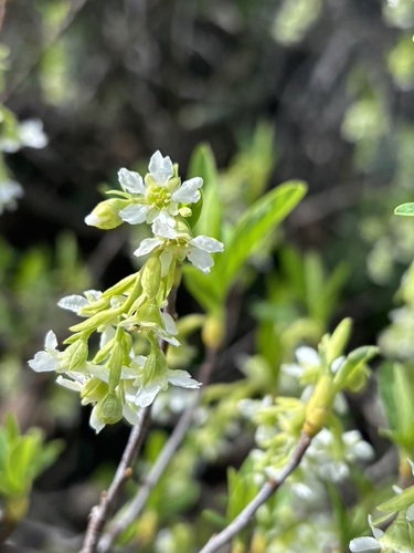 iNaturalist observation photo of Osoberry