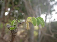 Moringa oleifera