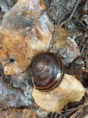 Helminthoglypta sequoicola