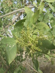 Salvadora persica