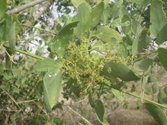 Salvadora persica