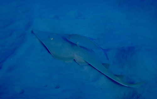 Glaucostegus halavi observed 2026-02-24