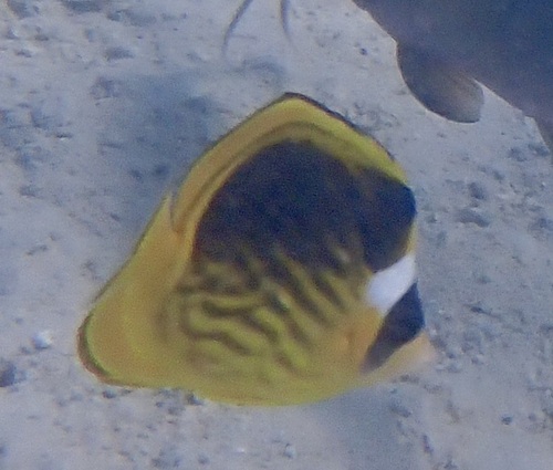 Red Sea Raccoon Butterflyfish — seen at this dive site
