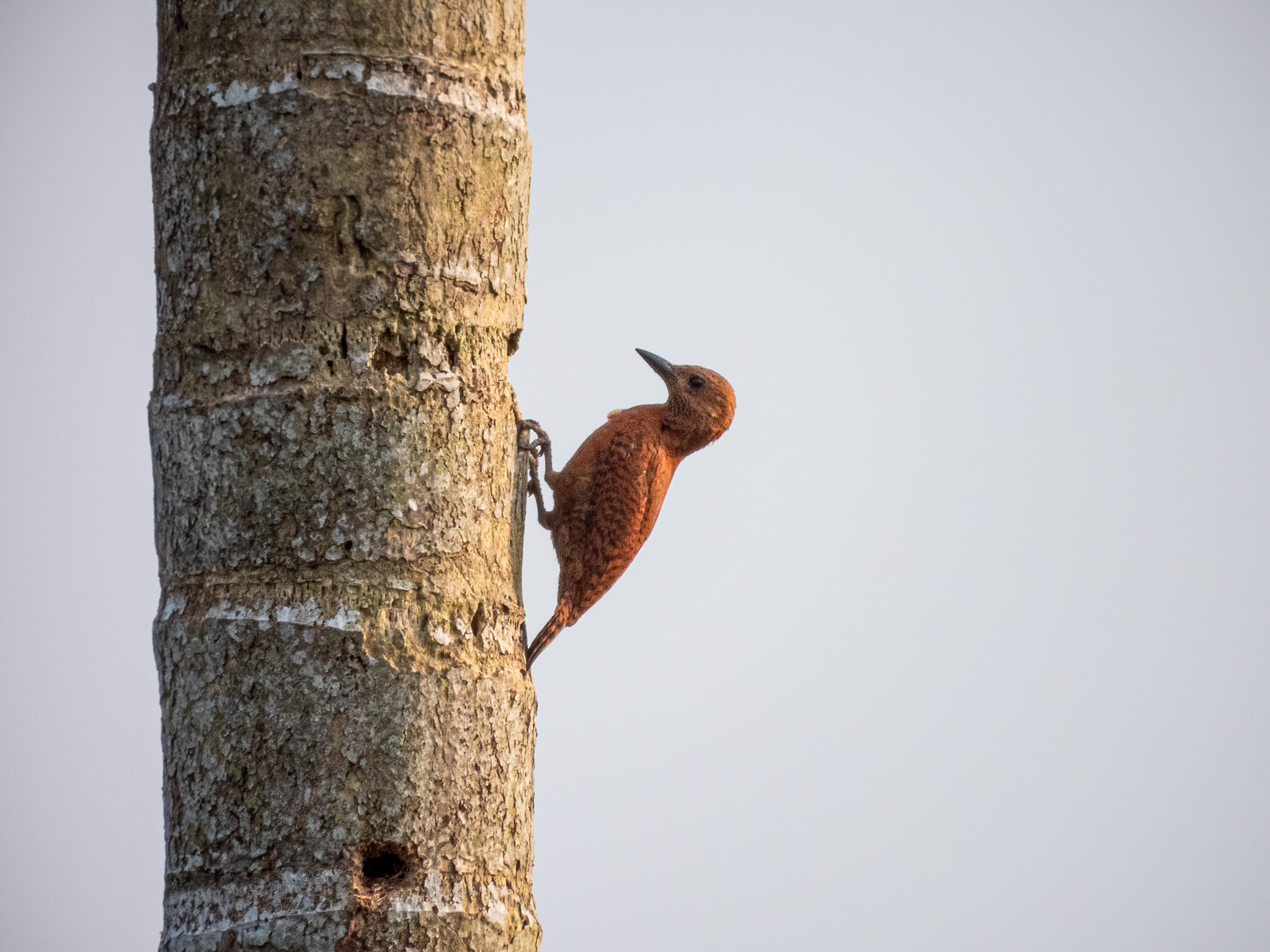 Rufous Woodpecker (Micropternus brachyurus), photo 3