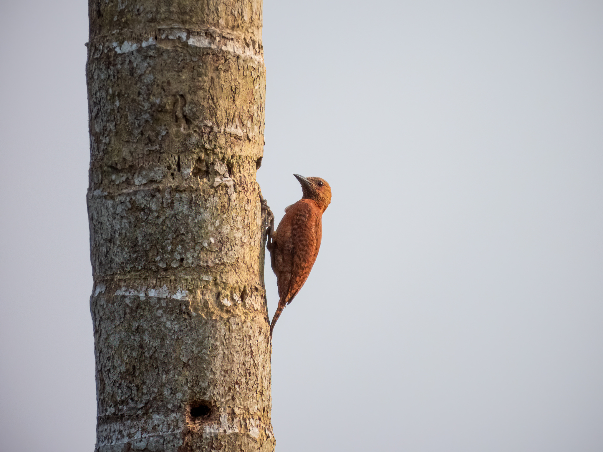 Rufous Woodpecker (Micropternus brachyurus), photo 2