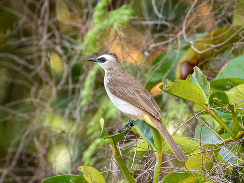Yellow-vented Bulbul (Pycnonotus goiavier), photo 9