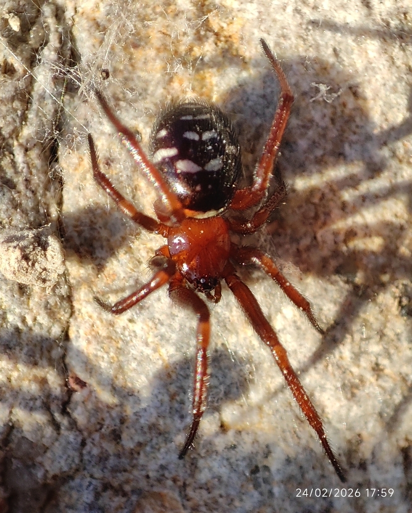 Steatoda punctulata