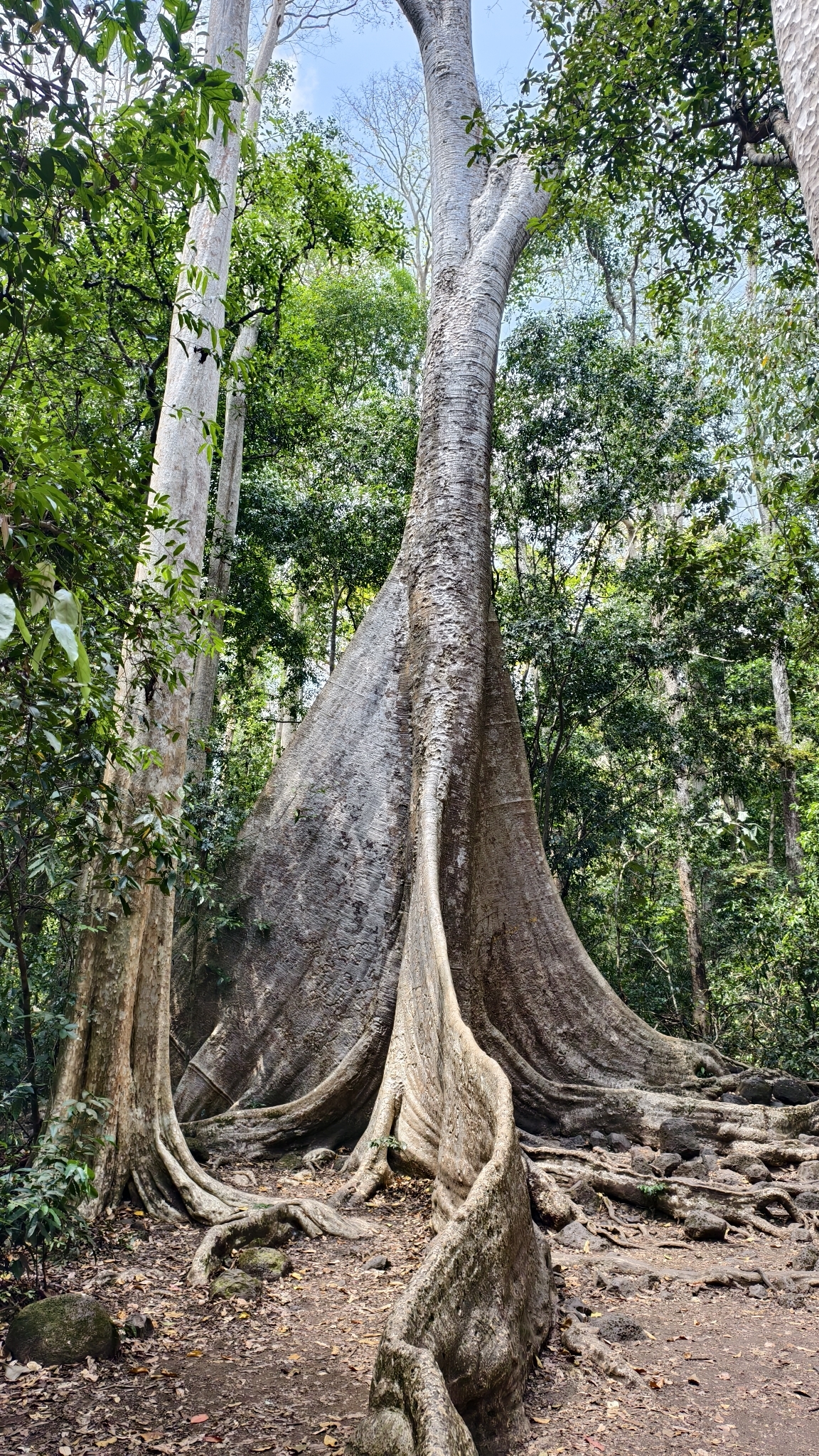 Tetrameles nudiflora — ảnh 3