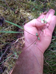 Gentianella grisebachii