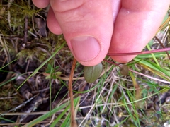 Gentianella grisebachii
