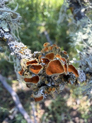 iNaturalist observation photo of Golden-eye Lichen