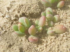 Sesuvium portulacastrum