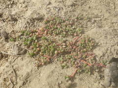 Sesuvium portulacastrum