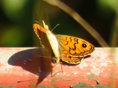 Lasiommata megera