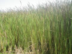 Typha domingensis