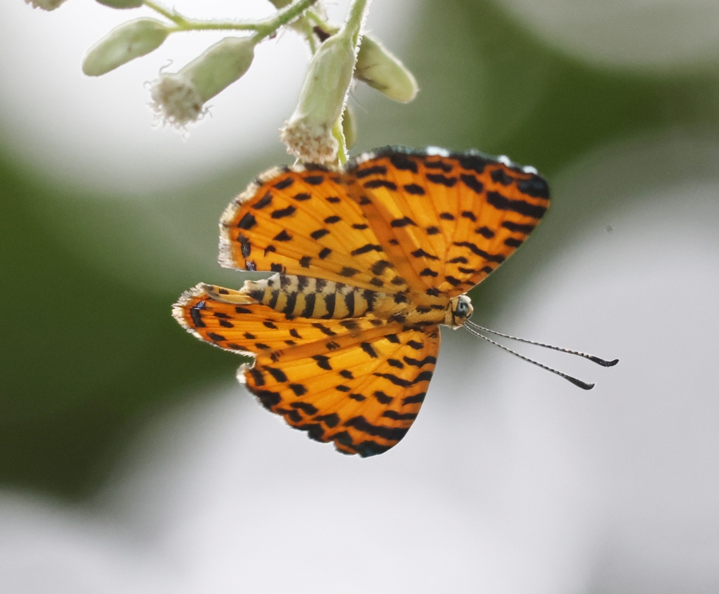 Argyrogrammana saulensis