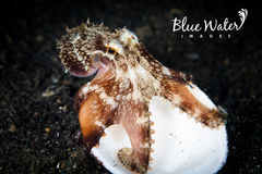 Amphioctopus marginatus