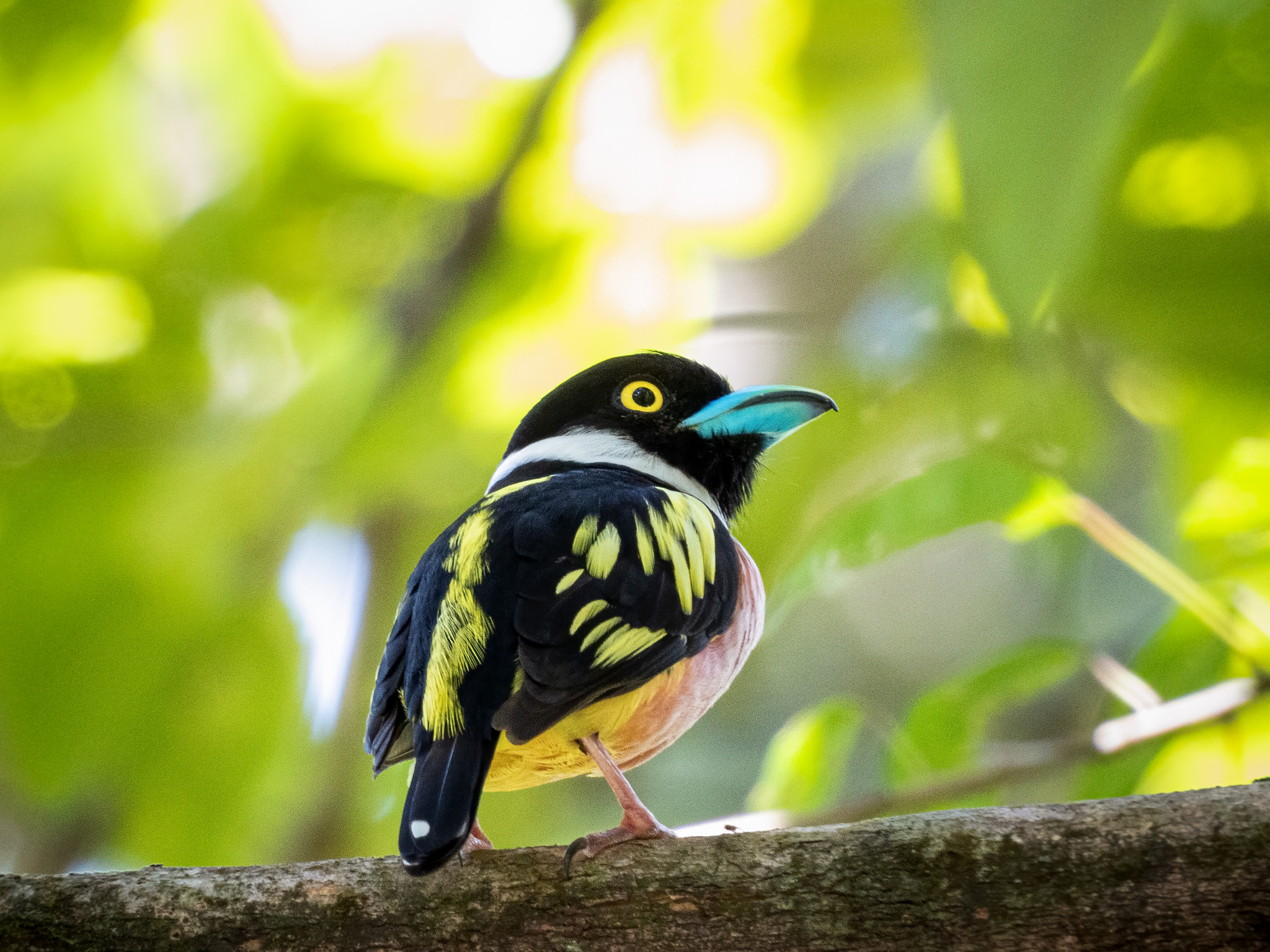 Black-and-yellow Broadbill (Eurylaimus ochromalus), photo 10