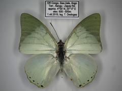 Charaxes subornatus subornatus