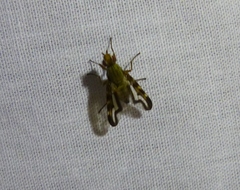Otites lamed
