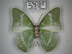 Charaxes subornatus subornatus