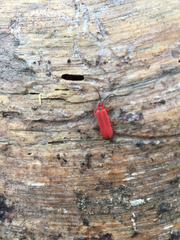 Dictyoptera simplicipes