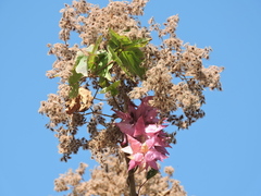 Heliocarpus